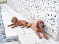 Irish Red Setter Welpen - Weinbach