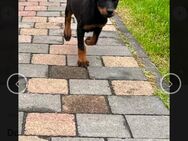 Dobermann Welpe (Weibchen) - Oberhausen