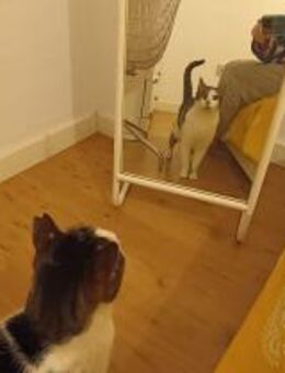 Unkomplizierter Kater Mimoso - Bad Camberg