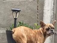 Französische Bulldogge, weibl. 2 Jahre - Leegebruch