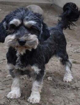 Baileys - einfach nur liebenswert - Süderbrarup