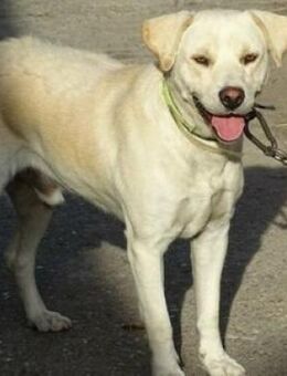 ROCKY 2 wartet auf sein Happy End - Gefrees