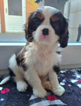 Cavalier King Charles Spaniel Welpe Rüde mit Ahnentafel - Herzogenrath