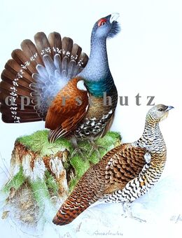 Rarität Aquarell Naturmotiv Auerhuhn Auerhahn Kunstdruck Reproduktion - Lüneburg