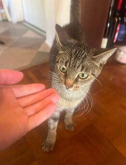 Katze 2,5 Jahre alt dringend abzugeben - Hamburg Wandsbek