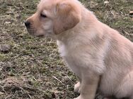 Labrador Welpen suchen... - Lübeck