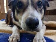 James - trauriger & verwaister Senior - Koblenz