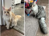 2 Maine coon Kater Geschwister - für beide 620€ - Merseburg Geusa