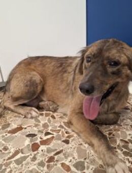 Conny 💜💜💜 aufgeschlossen, liebenswert - Herxheim (Landau)