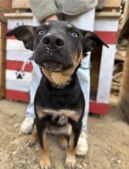 Rizling - junge Hündin sucht Familie - Köln