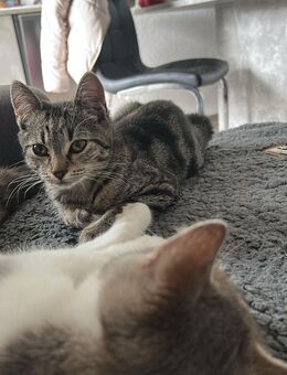 Verschmustes intelligentes kitten - Osnabrück