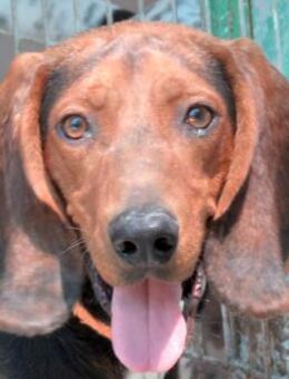 Costello -ausgesetzt, aktiv- - Oldenburg