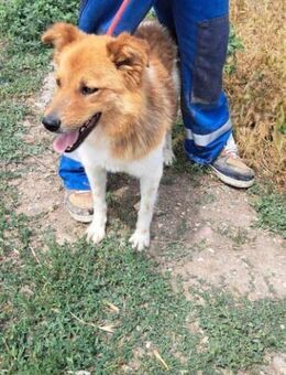 BEN 💞 wartet auf seinen Menschen 🙏🍀 - Mylau