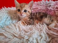 Perser/ Ekh Mix Kitten - Trier