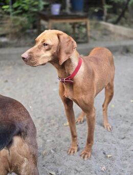 Nina BE Junge Viszla-Hündin - Neustadt (Rübenberge)