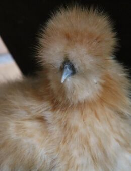 Zwergseidenhuhn, junge Zwegseidenhühner, Silkies - Wassenberg