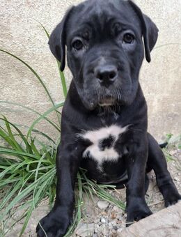 Schöne, gesunde + kräftige Cane Corso Welpen jetzt abgabebereit - Zollikon