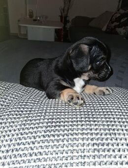 Französische Bulldogge Mix Welpe - Borken (Hessen)