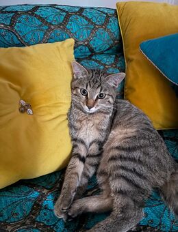Kater zum verkaufen - München Hadern