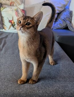 Abessinier - Petersberg (Sachsen-Anhalt)