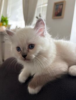 Britisch Langhaar × Ragdoll Mix Kitten - Schwarzenbek