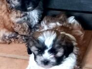 Reinrassige Shih-Tzu Welpen 950 €, 39606 Osterburg - Osterburg (Altmark)