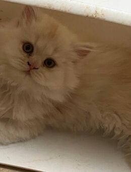 BLH Britisch Langhaar Kitten in fawn - Rothenburg (Tauber)