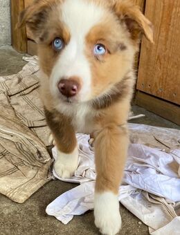 10 wundervolle Mini Australian Shepard Welpen zu verkaufen - Wittenberg (Lutherstadt)