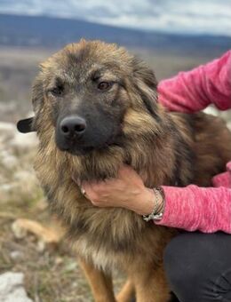 🐕🌄 Everest Der freundliche HSH-Mix - München