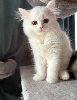 Perser-Brutisch Langhaar Kitten Mix - Düsseldorf