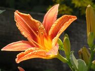 Taglilie Blüte orange gelb - Hamburg Wandsbek