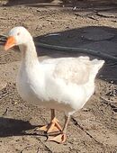Enten und Gänse vom Bauernhof in 06925