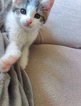 Kuschelweiche Kitten suchen ein Zuhause - Zehdenick Zentrum