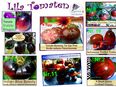 ♥ Lila blau schwarze Tomaten Samen Alte Sorten Gemüse Tulpenstolz,Garten,bunt,gesund,samenfest,süß in 22457