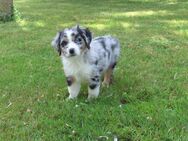 Mini Aussie Welpen Miniatur Australian Shepherd Welpen Welpe