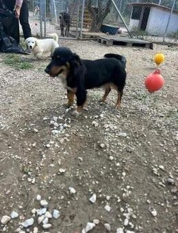 Die hübsche Mila❤️❤️ - Grasbrunn