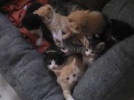 Waldkatzen Glückskatzen Mix Kitten - Bremerhaven