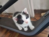 Katzenbabys kitten abzugeben - Hamburg