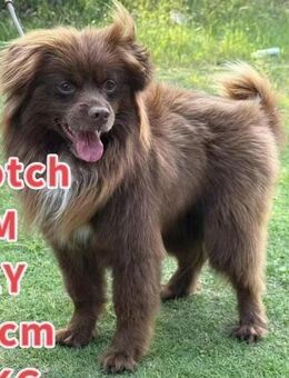 Scotch unser schokofarbener Schatz - Obernheim