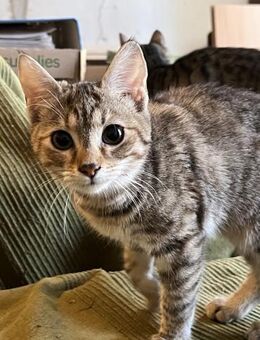 Mary - klein aber OHO - Süderbrarup