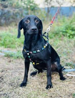 NURiA 😍 sucht Schlappohr-Fans - Mylau