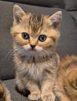 Bkh KITTEN - Hörstel