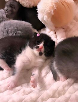 Bkh Kitten Milana sucht ein liebevolles zuhause - Köln