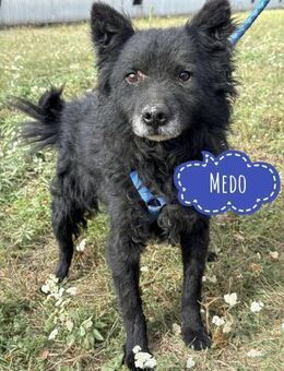 Medo ein besonderer Schatz - Flörsheim-Dalsheim