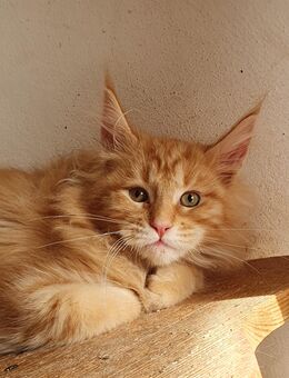 Maine Coon Boy - Großmehring