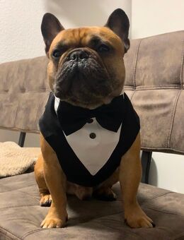 Französische Bulldogge Deckrüde - Limbach-Oberfrohna