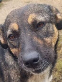 Clio-freundliche, liebe Hündin, 48cm - Rösrath