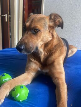 Schäferhund Mischling in gute Hände abzugeben - Gelsenkirchen