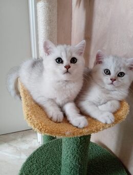 Reinrassige bkh und blh silver shaded/point Kitten abgabebereit - Grevenbroich
