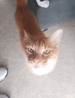 Katze abzugeben - Bingen (Rhein)